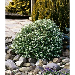 PlantiflorSchneeflockenblume T13