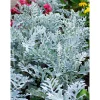 PlantiflorSilberblatt Topf Durchmesser 9 cm