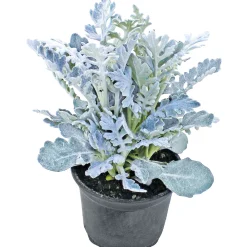 PlantiflorSilberblatt Topf Durchmesser 9 cm