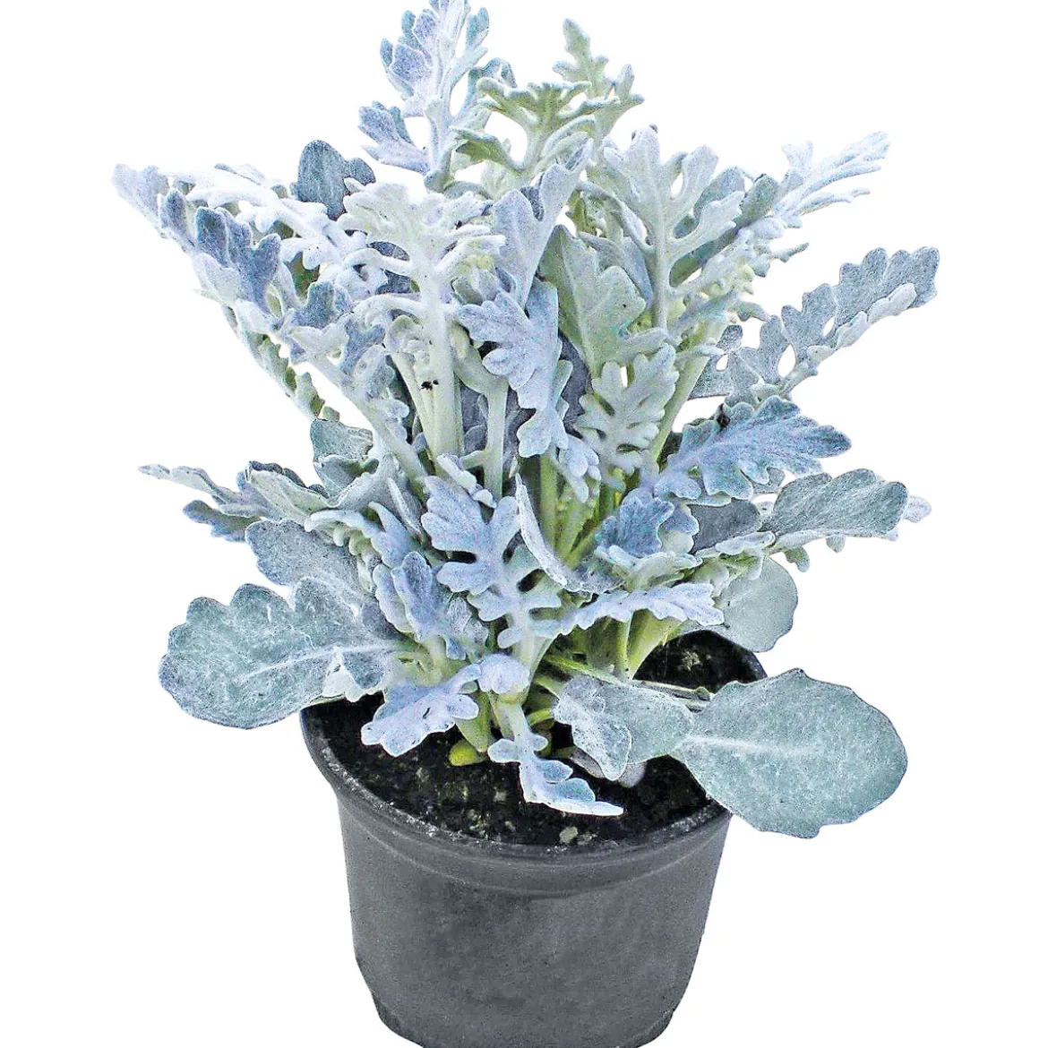 PlantiflorSilberblatt Topf Durchmesser 9 cm