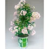 PlantiflorSommerjasmin Pyramide Topf Durchmesser 19 cm