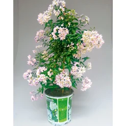 PlantiflorSommerjasmin Pyramide Topf Durchmesser 19 cm