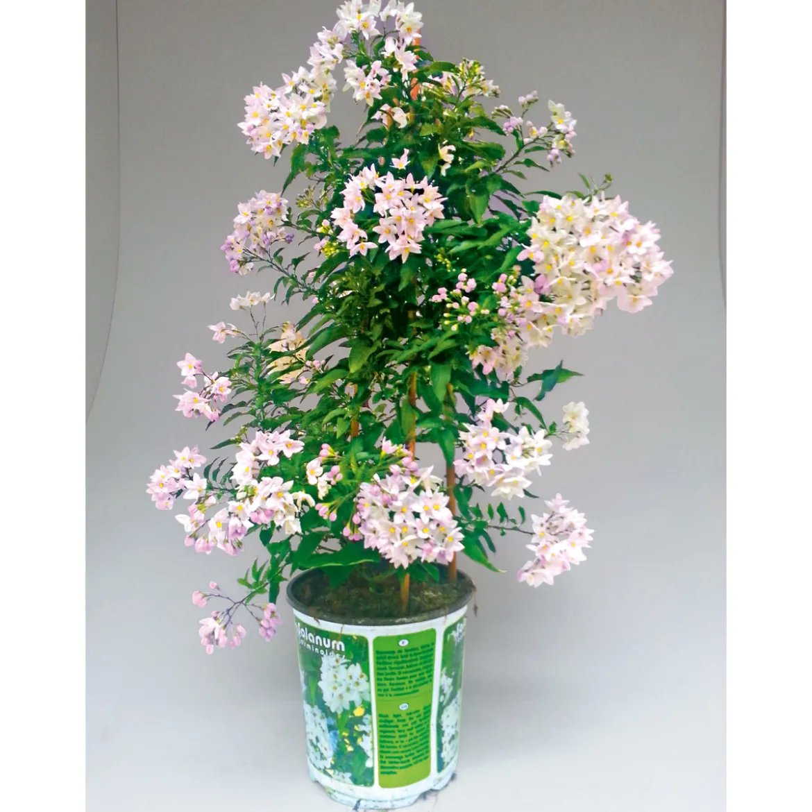 PlantiflorSommerjasmin Pyramide Topf Durchmesser 19 cm