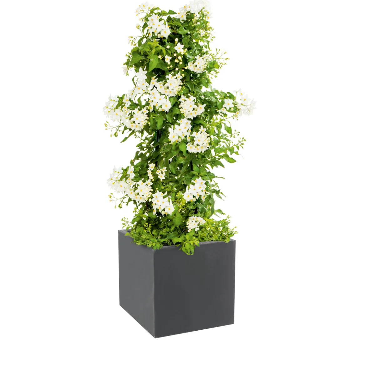 PlantiflorSommerjasmin Pyramide Topf Durchmesser 19 cm