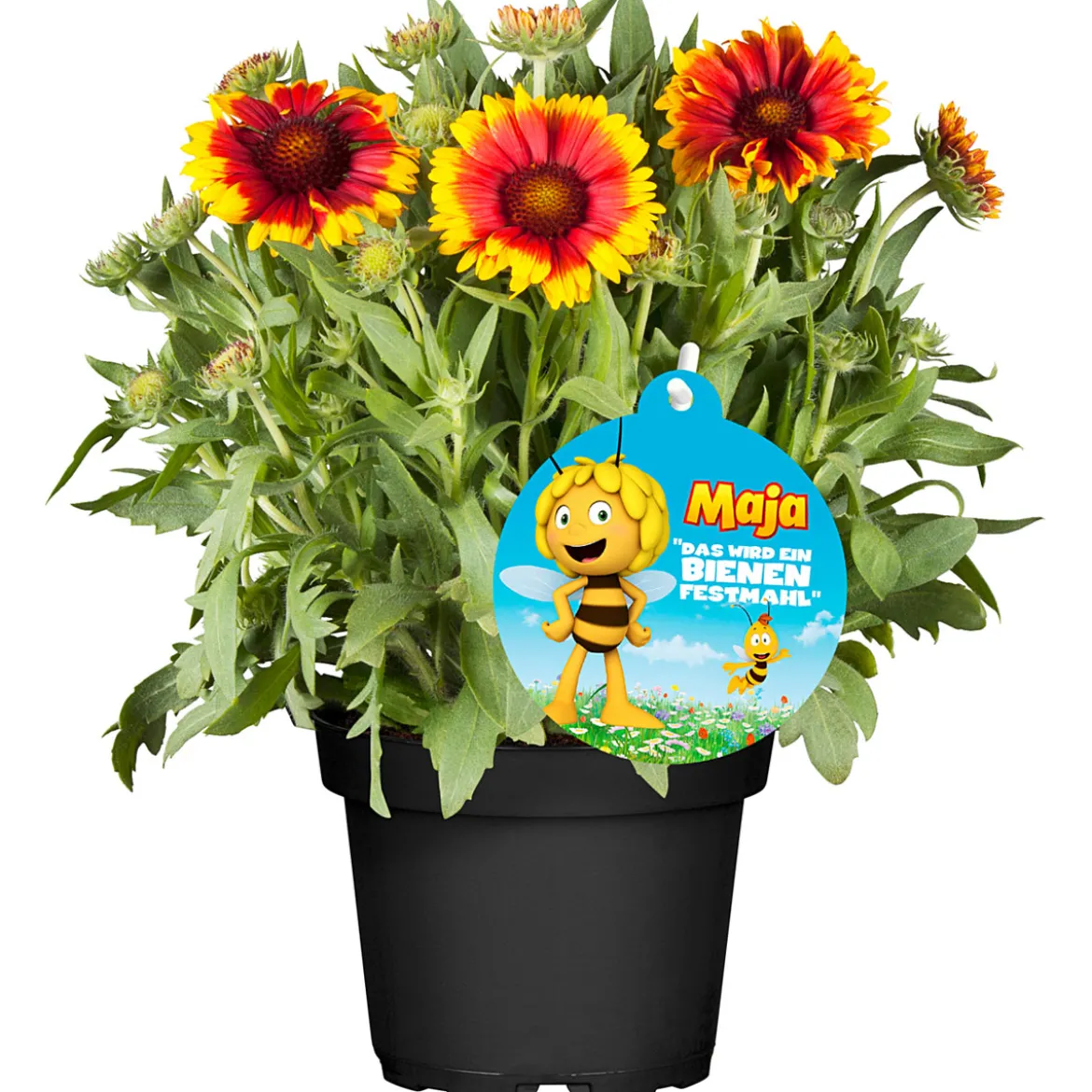 PlantiflorStauden-Mix Biene Maja Topf- Durchmesser 13 cm