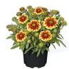 PlantiflorStauden Topf- Durchmesser 17 cm