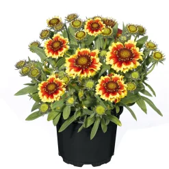 PlantiflorStauden Topf- Durchmesser 17 cm