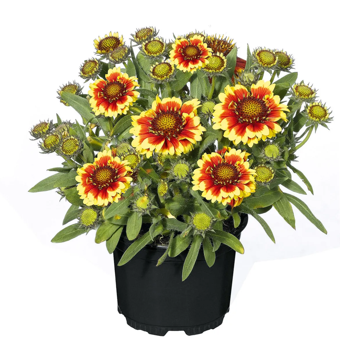 PlantiflorStauden Topf- Durchmesser 17 cm