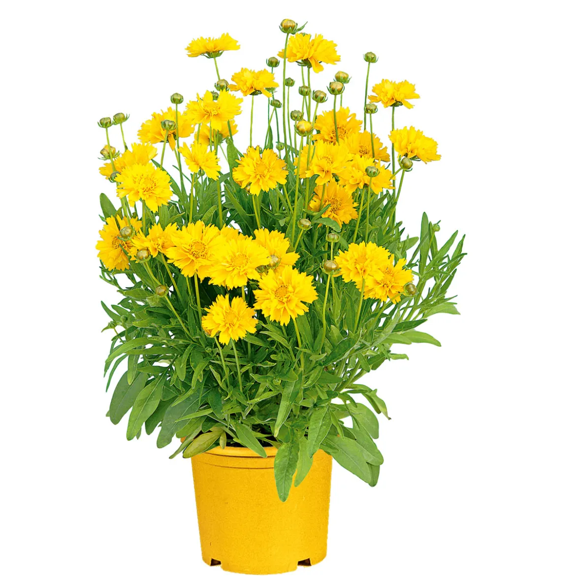 PlantiflorStauden Topf- Durchmesser 17 cm