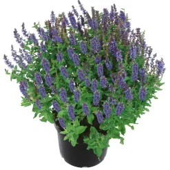 PlantiflorStauden Topf- Durchmesser 17 cm