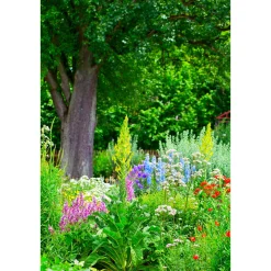 PlantiflorStauden Topf- Durchmesser 17 cm