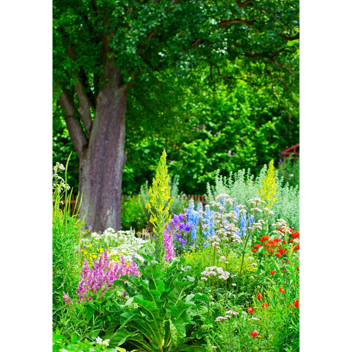 PlantiflorStauden Topf- Durchmesser 17 cm