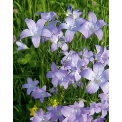 PlantiflorStaude P19 verschiedene Sorten