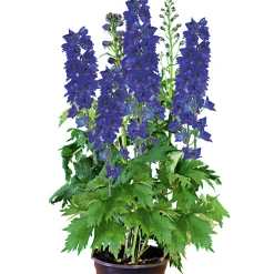 PlantiflorStaude P19 verschiedene Sorten