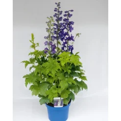 PlantiflorStaude P19 verschiedene Sorten