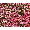 PlantiflorSteingartenstauden im Topf Durchmesser 13 cm
