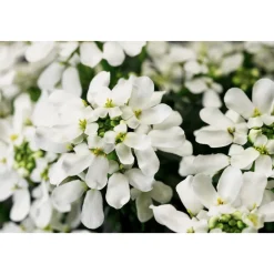 PlantiflorSteingartenstauden im Topf Durchmesser 13 cm