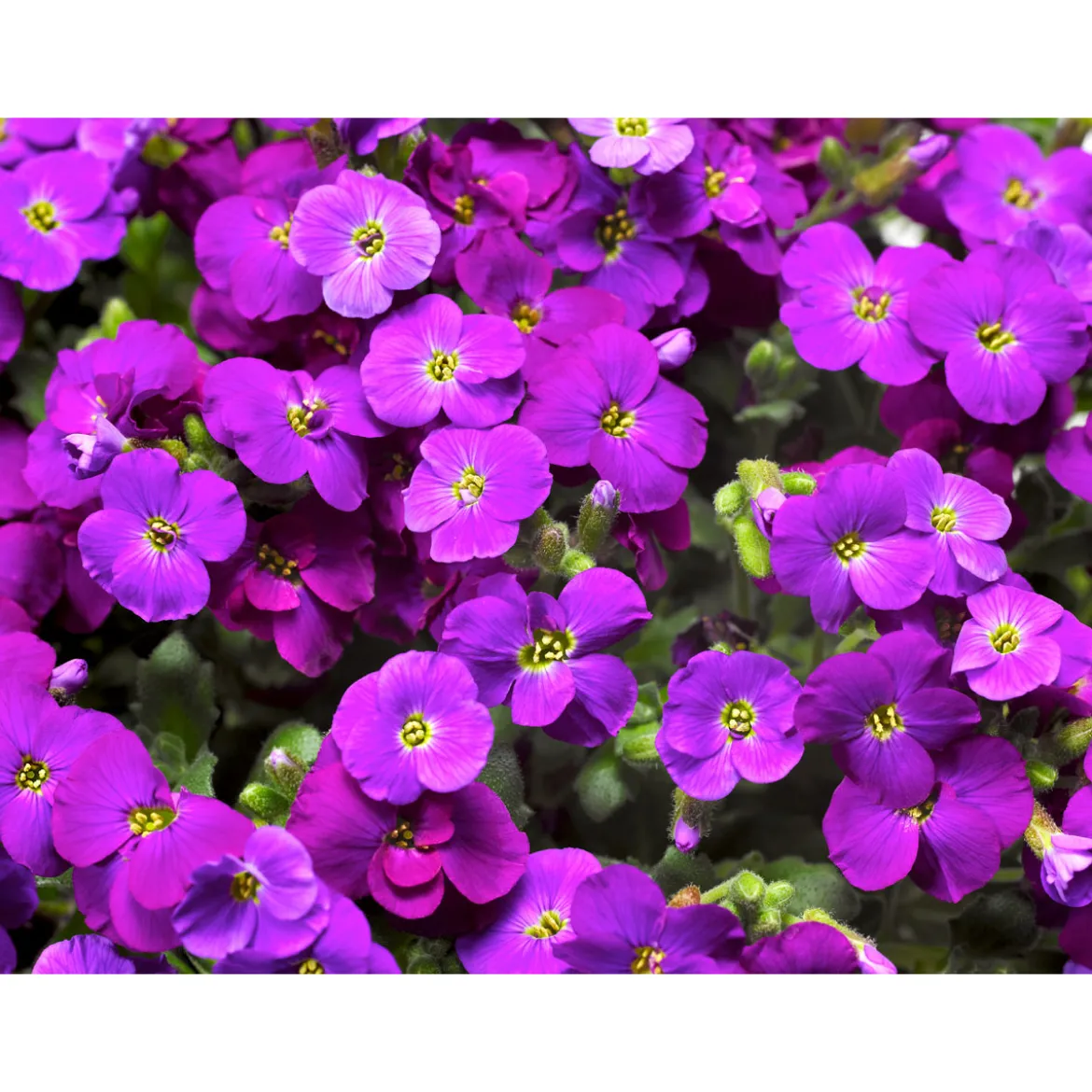 PlantiflorSteingartenstauden im Topf Durchmesser 13 cm