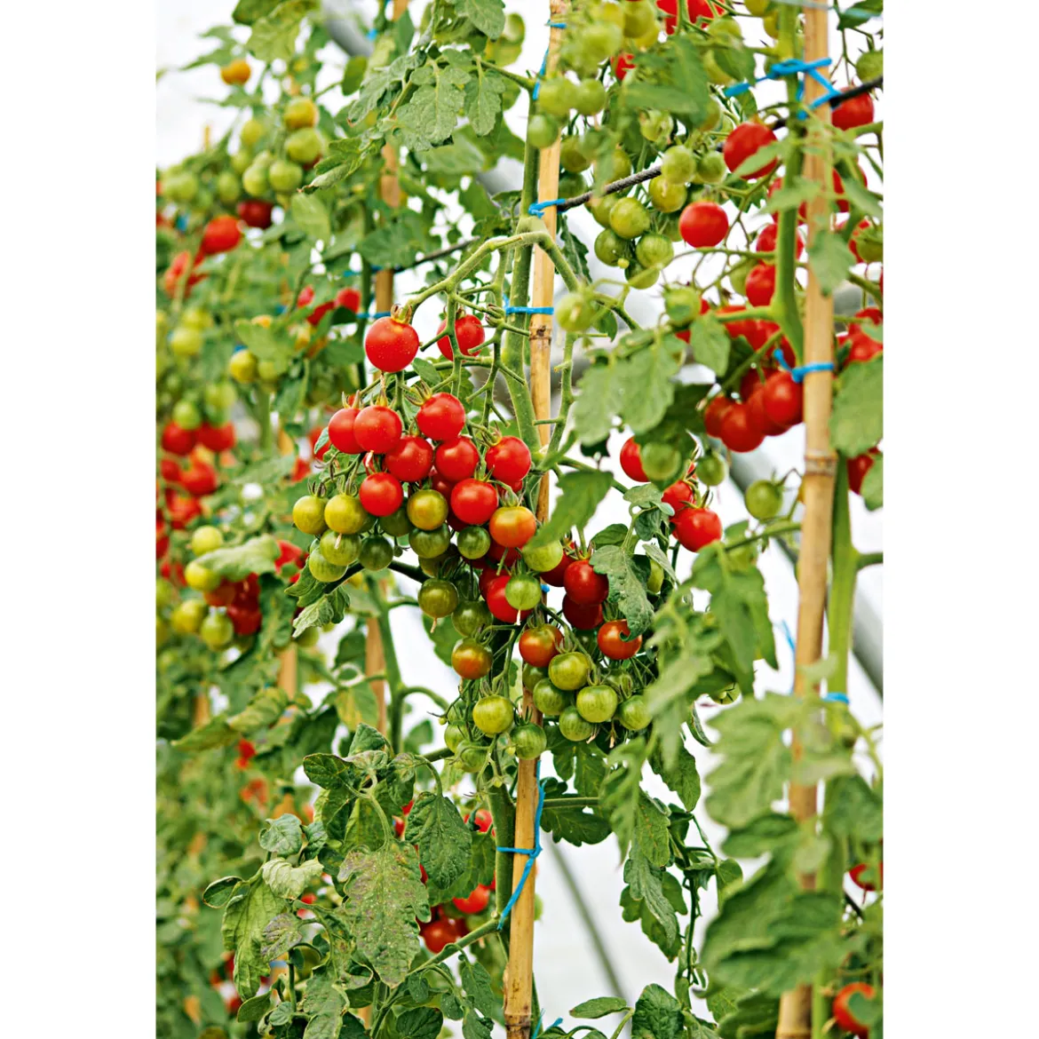 Plantiflor Veredelte Salattomate Topf Durchmesser 12 cm