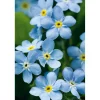 PlantiflorVergissmeinnicht im Topf Durchmesser 11 cm