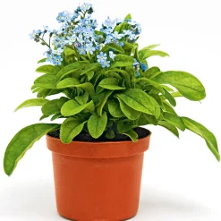PlantiflorVergissmeinnicht im Topf Durchmesser 11 cm