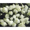 Rispenhortensie Living Creations Topf- Durchmesser 23 cm